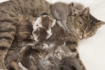 Image showing cat feeding her young