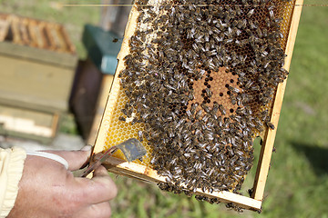 Image showing beehive