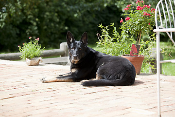 Image showing black dog on terrace