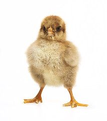 Image showing small chick