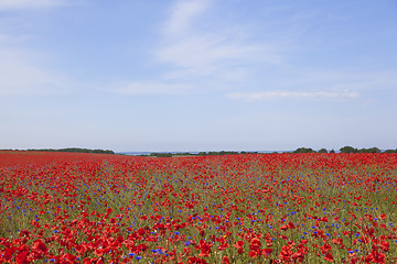 Image showing Poppy flower in meadow