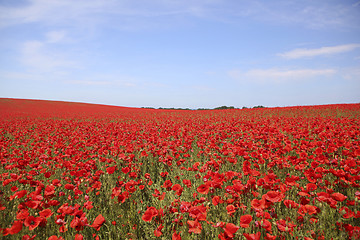 Image showing Poppy field with blue sky