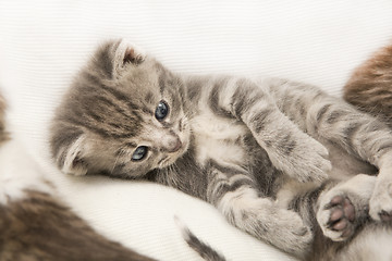 Image showing cats child lies on a blanket