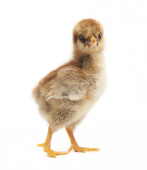 Image showing orpington chick