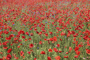 Image showing many poppies