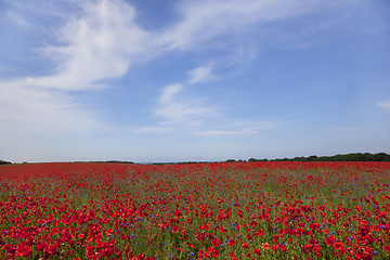 Image showing Poppy plants on field