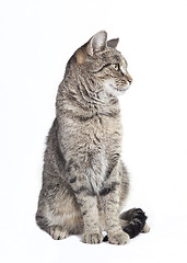 Image showing tabby cat looking to the side