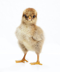 Image showing brown chick