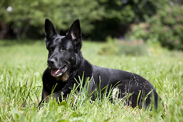 Image showing black dog lying on meadow