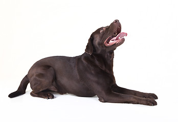 Image showing brown labrador