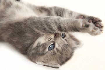 Image showing cat baby stretches his paws