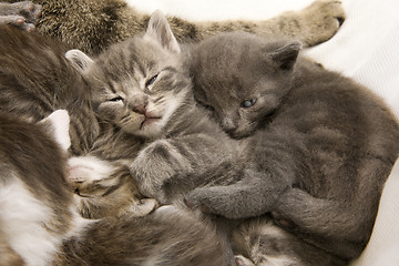 Image showing sleeping cat children