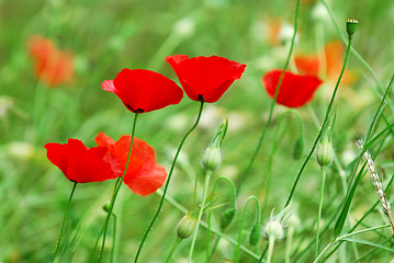 Image showing Poppies