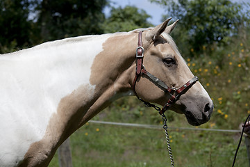 Image showing Palomino horse head