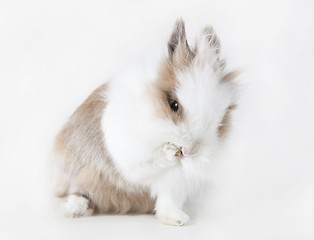 Image showing brown white rabbit