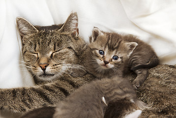 Image showing cats babies cuddle with mother