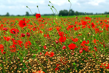 Image showing Poppy field