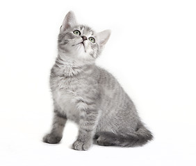 Image showing gray tabby cat looking up