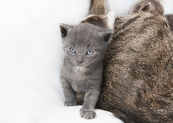 Image showing cat babie next to mother