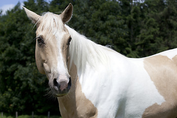 Image showing Palomino horse looking to camera