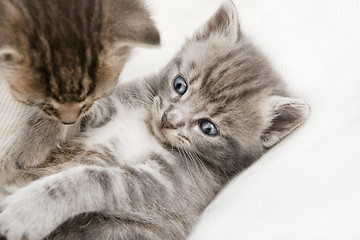 Image showing two cats babies playing