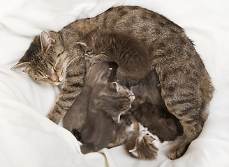 Image showing cats babies drink at her mother