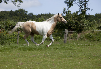 Image showing Palomino Horse gallop