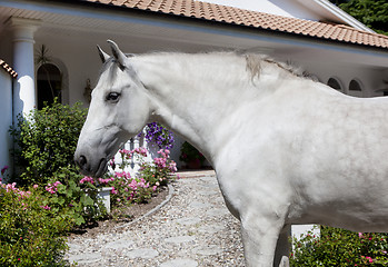 Image showing Andalusia Horse in the garden