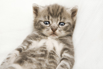 Image showing striped baby cat