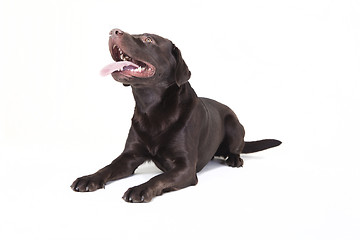 Image showing labrador stretches his tongue out