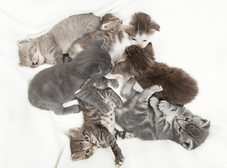 Image showing seven cat babies