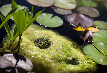 Image showing frog sitting on algae