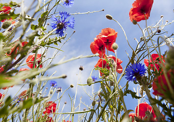 Image showing colorful flower meadow