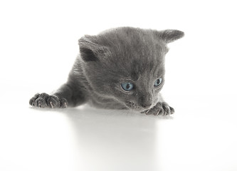 Image showing grey baby cat 