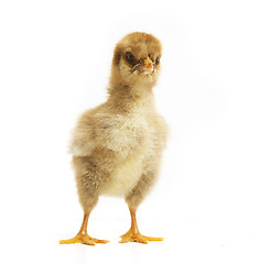 Image showing Chick makes big