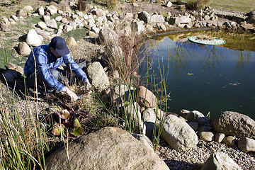 Image showing plant cutting back on the pond