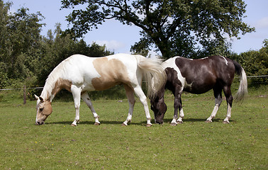 Image showing two horses on pasture