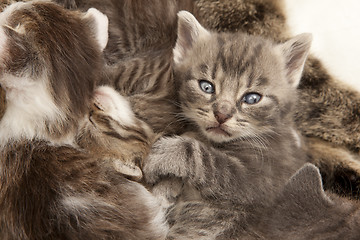 Image showing gray tabby cat young