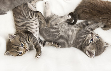 Image showing cat child cuddling on a blanket