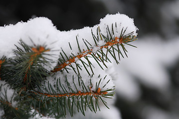 Image showing Snowy branch