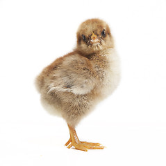 Image showing Chick looking to the side