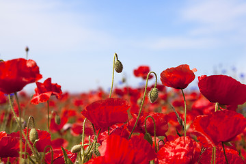 Image showing poppy flower closeup