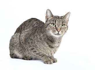 Image showing isolated striped cat