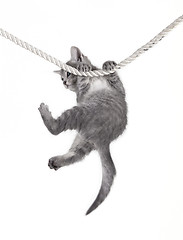 Image showing cat baby hanging on rope