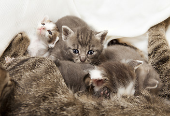 Image showing cats babies suckled