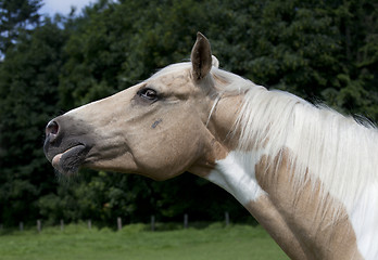 Image showing Palomino Horse Head