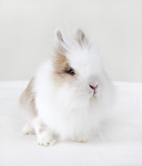 Image showing Rabbit with white fur