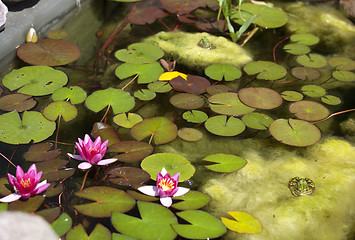 Image showing smaller plants pond