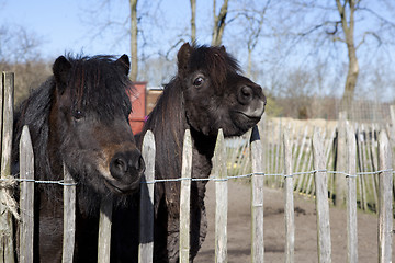 Image showing two ponies look over the fence