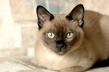 Image showing Tonkinese Cat